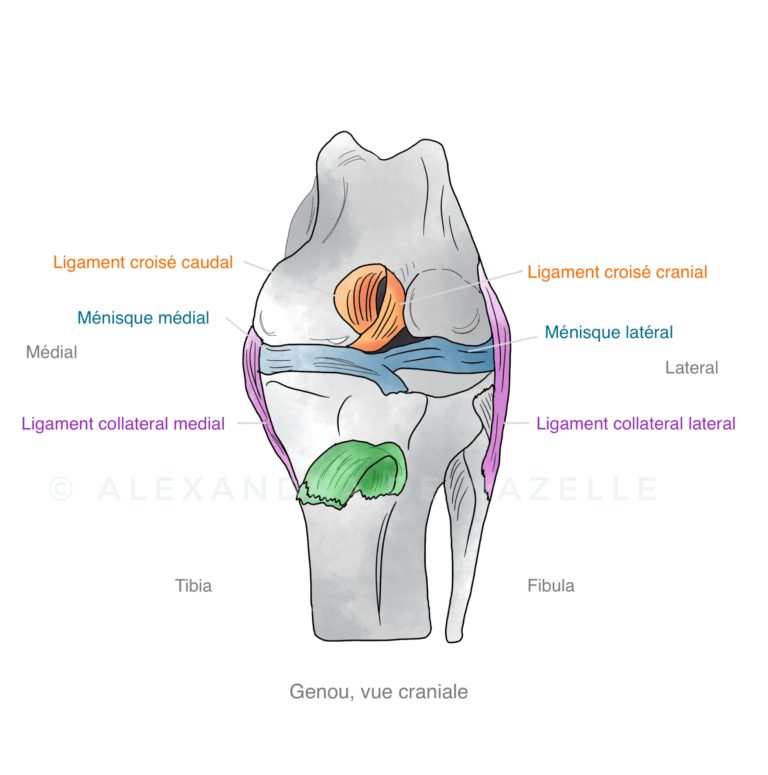 Genou du chien et ligaments croisés Vet4Care