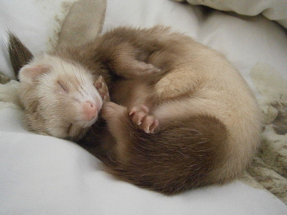 L’insulinome du furet Vet4Care
