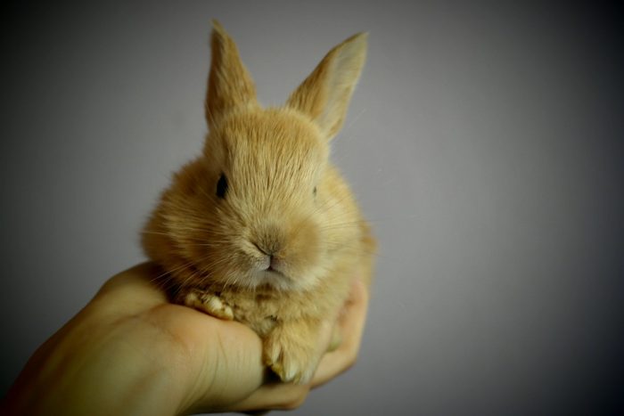 A Partir De Quel Age Un Lapin Peut Se Reproduire