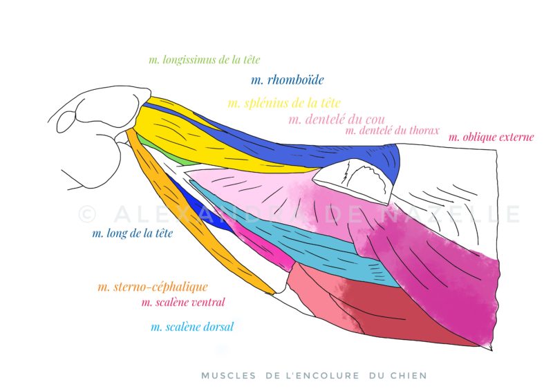 Muscles du membre antérieur du chien épaule et bras Vet4Care
