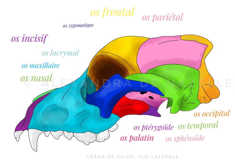 Ostéologie canine (illustrations) : anatomie normale