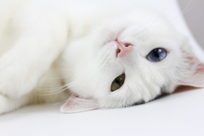 Maladie de Lyme chat traitement Frontline Maladie de Lyme chat traitement Frontline