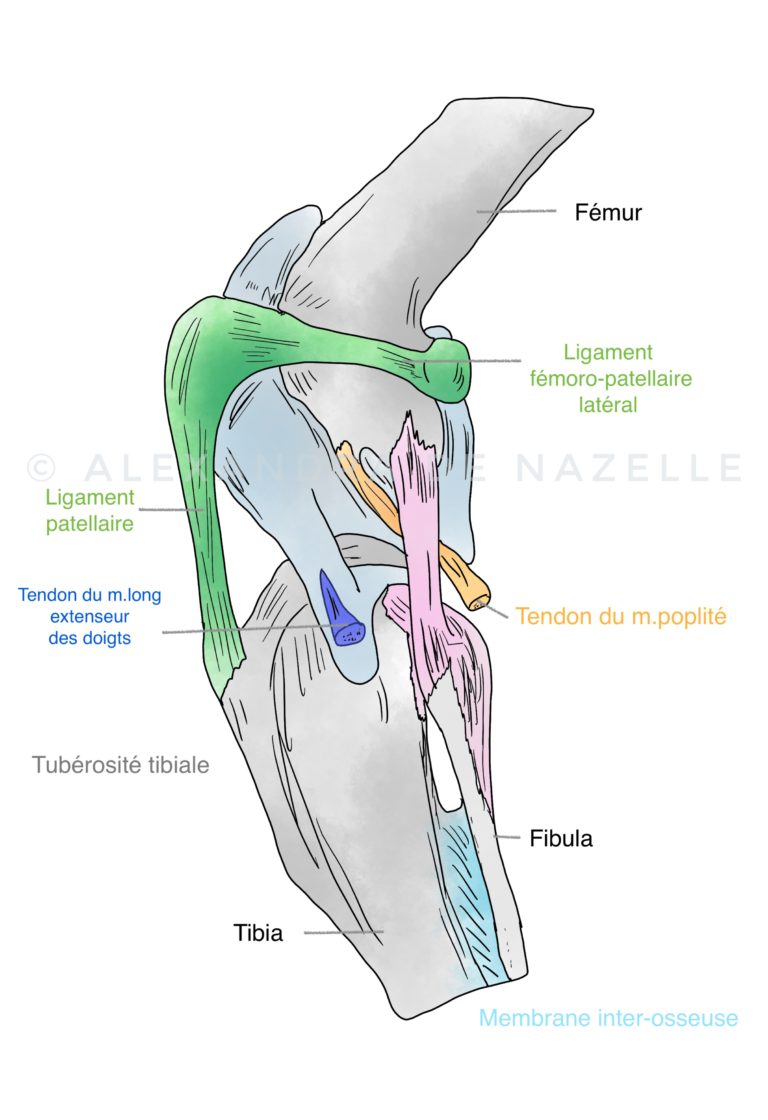 Genou du chien et ligaments croisés – Vet4Care