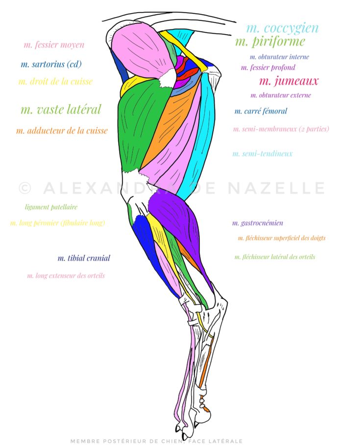 Anatomie Interne Chien Femelle